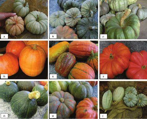 Ilustración comparativa de diferentes variedades de Cucurbita maxima