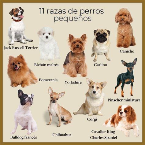 Perro de raza pequeña comiendo croquetas