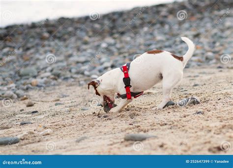 Cachorro sano y activo