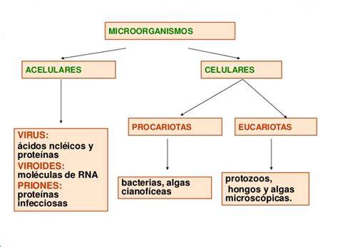 Esquema de microorganismos en granos y frutas
