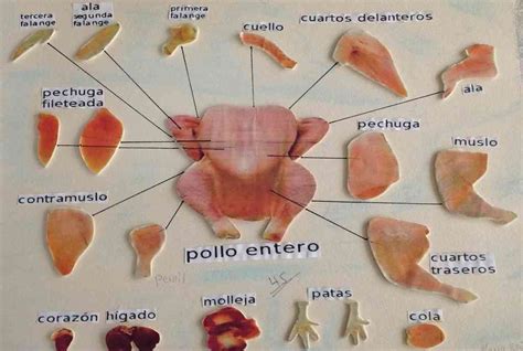 Esquema de las partes del pollo