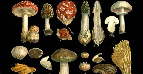 Diversidad de hongos y setas