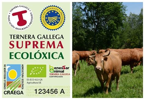 Producción de carne de ternera ecológica