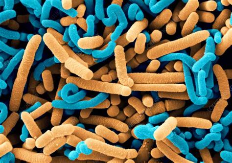 Micrografía de bacterias Lactobacillus