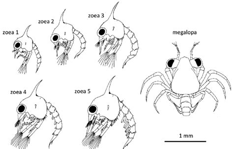 Larva de cangrejo (Zoea)