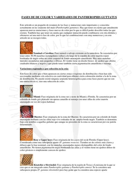 Infografía de diferentes fases de color en boas constrictor