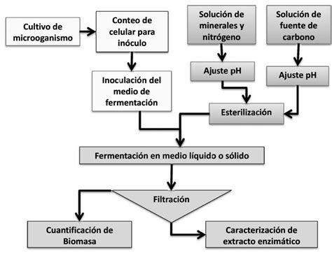 Diagrama del proceso de fermentación de la levadura