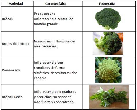 Infografía: Tipos de brócoli y sus características