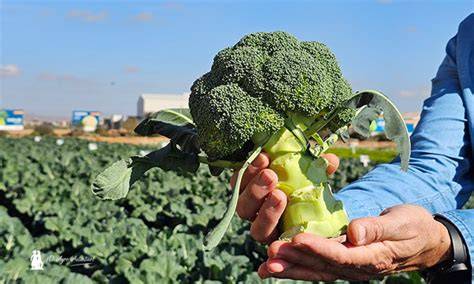 Agricultores inspeccionando variedades de brócoli