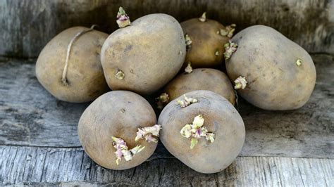 Patata con brotes y manchas verdes