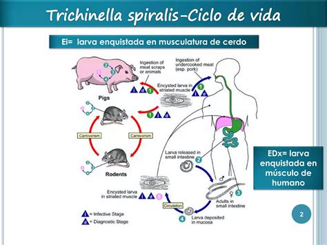Esquema del ciclo de vida de Trichinella spiralis