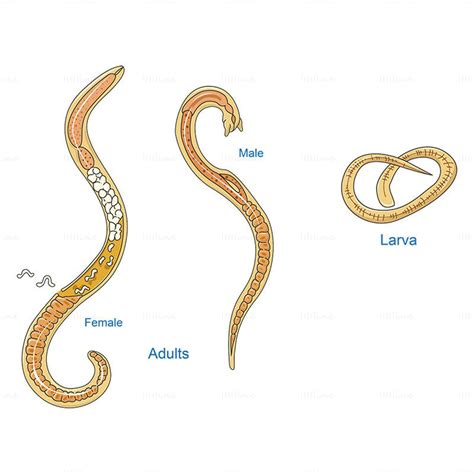 Diferencias entre Trichinella spiralis y larvas de gusano barrenador