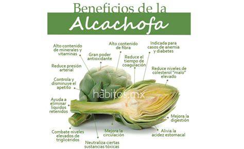 Infografía sobre los beneficios del extracto de alcachofa para la piel