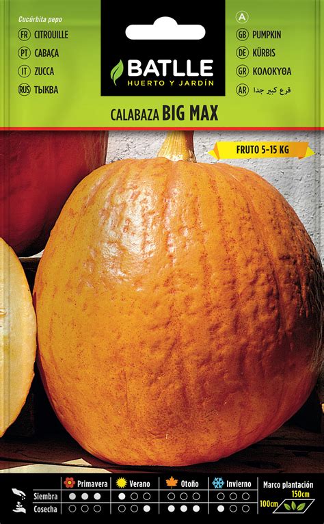 Calabaza Big Max gigante