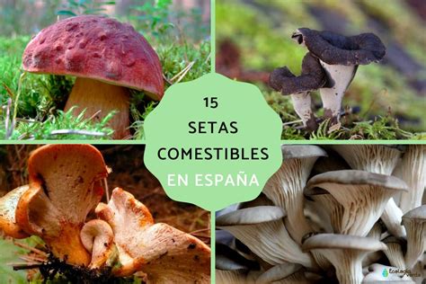 Diversidad de setas comestibles