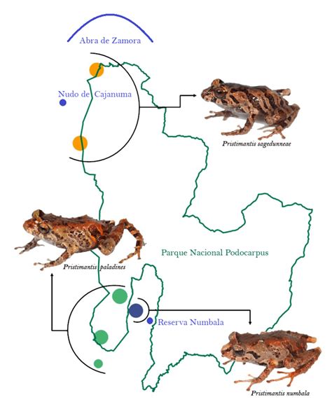 Mapa mostrando la distribución de ranas en el mundo