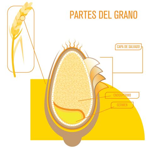 Esquema de las partes de un grano de maíz