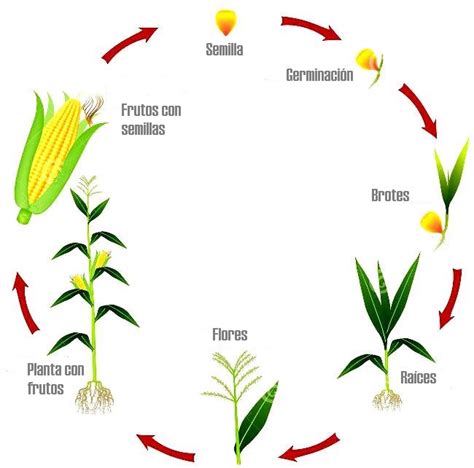 Ciclo de crecimiento de la planta de maíz