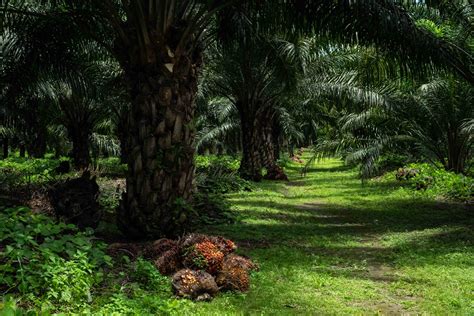Plantación de palma aceitera con deforestación al fondo