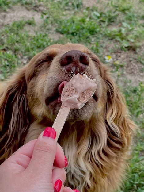 Perro feliz comiendo golosina segura