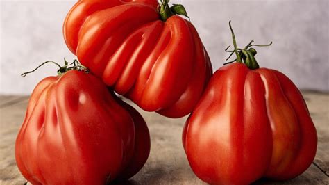 Esquema de plantación para tomates Corazón de Buey