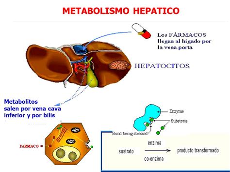 Esquema del metabolismo hepático de fármacos