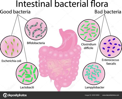 Representación de bacterias intestinales