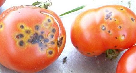 Tomate con mancha negra en la base