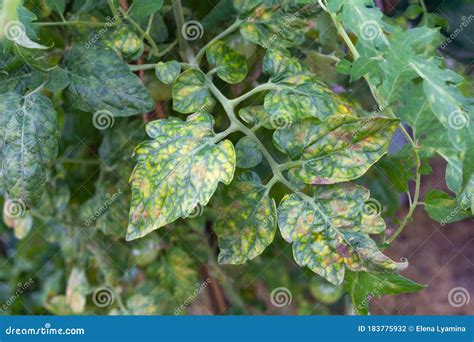 Hojas de tomate con manchas negras bacterianas