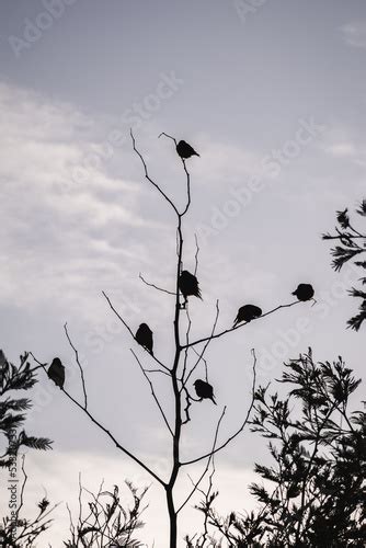 Un algarrobo majestuoso con aves posadas en sus ramas