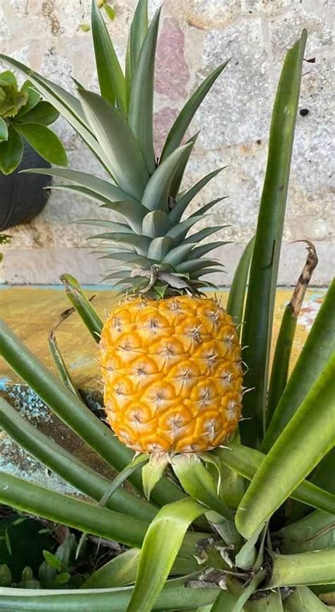 Estructura de la planta de piña