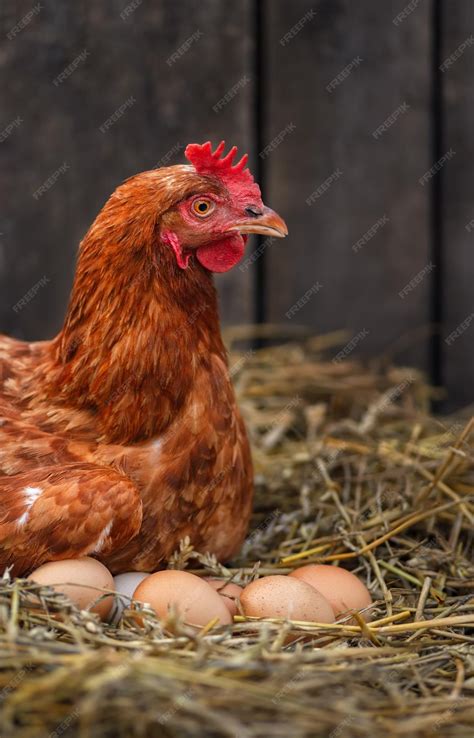 gallina poniendo huevos