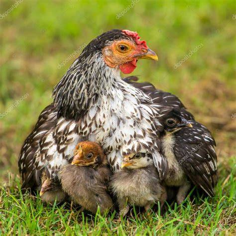 gallina con polluelos