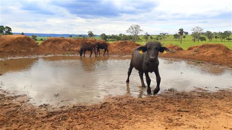 Búfalas de agua en un lago