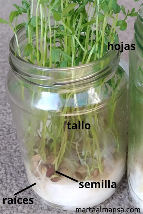 niños plantando lentejas en algodón