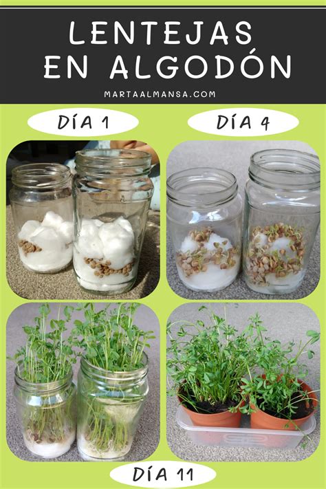 pasos para germinar lentejas en algodón