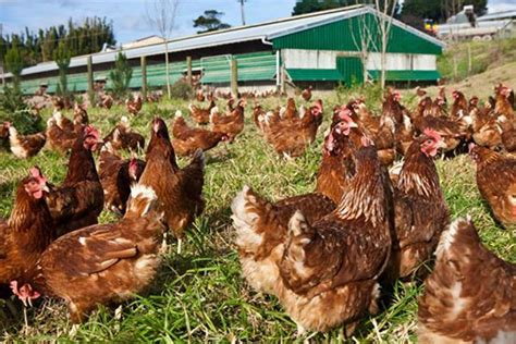 Gallinas en libertad en una granja ecológica