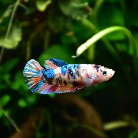 Acuario comunitario con varias hembras betta