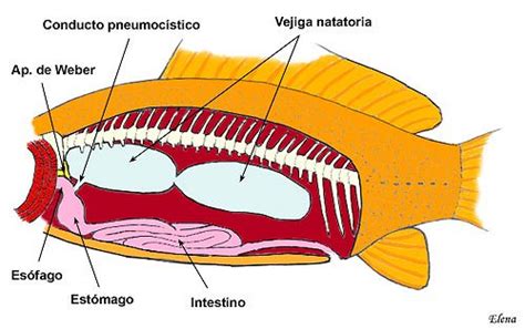 Diagrama de la vejiga natatoria de un pez