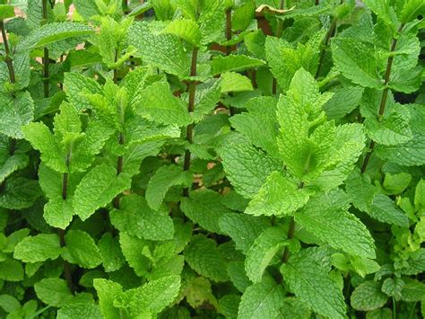 Hierbabuena fresca y sus flores