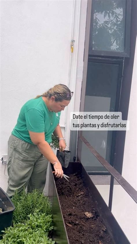 Jardinera con hierbabuena