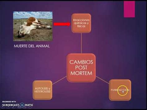 Esquema de los cambios post mortem en el cuerpo humano