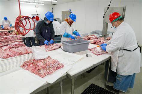 Veterinario realizando una inspección post mortem