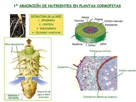 Vías de absorción de calcio en la raíz de la planta