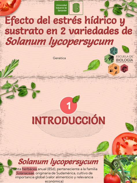 Comparativa de condiciones de estrés hídrico en plantas de tomate