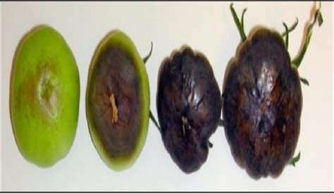 Progresión del daño por Blossom End Rot en frutos de tomate