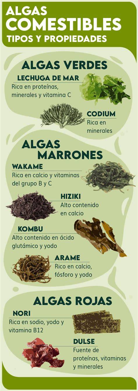 Variedad de algas marinas comestibles