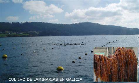 Cultivo de algas en la costa gallega