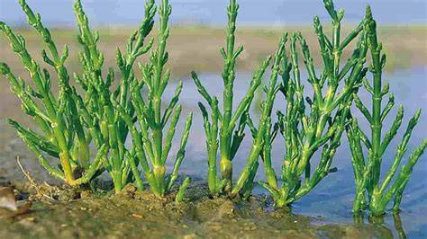Campos de cultivo de salicornia