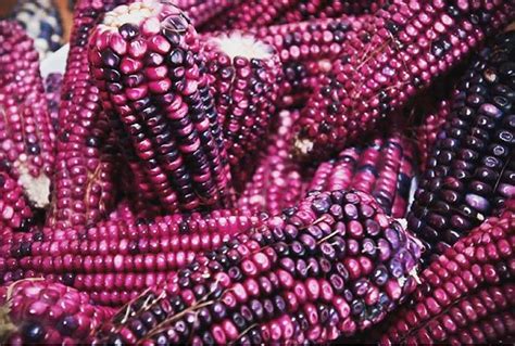 Maíz criollo morado